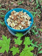 mushrooms in a bowl