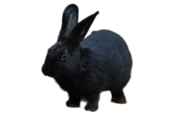 Black Flemish Giant rabbit suitable for Easterthemed designs, pet care products, rabbit breeders, childrens book illustrations, and animal lover websites.