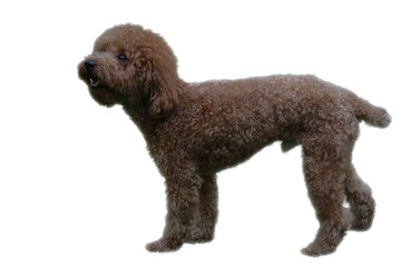 Brown poodle posing. Suitable for pet product advertisement, veterinary clinic, or dog grooming...