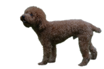 Brown poodle posing. Suitable for pet product advertisement, veterinary clinic, or dog grooming business marketing materials.