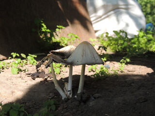 mushrooms in the forest