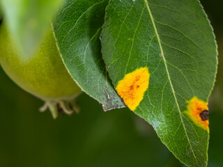 Symptoms of pear rust (Gymnosporangium sabinae) on a leaf. Fungal plant disease causing orange-yellow spots, harmful in orchards and home gardens