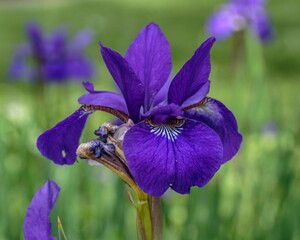 a Japanese Iris blooming in the front garden in the morning