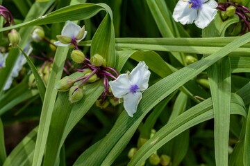 a white Widows Tears or Spiderwort blossom in the front garden