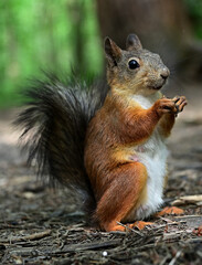 A curious squirrel in the forest in the morning.