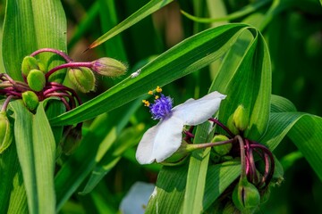 a white Widows Tears or Spiderwort blossom in the front garden