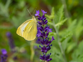 Close-up of a cabbage white butterfly (Pieris rapae) feeding on a purple flower, likely lavender or...