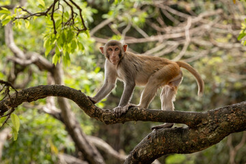 Macaques in nature. Macaques constitute a genus (Macaca) of gregarious monkeys.