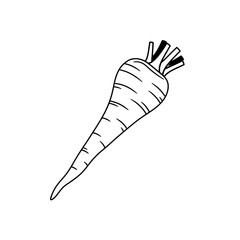 Parsnip Hand-Drawn Icon: A detailed illustration of a parsnip, a root vegetable with a creamy white hue and earthy flavor, perfect for culinary or educational projects.