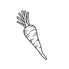 Carrot in Outline: Simple outline of a vibrant carrot, ideal for illustrating concepts related to nutrition and healthy eating.