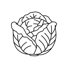 Cabbage Line Drawing: A crisp, clean, and detailed outline of a cabbage, a staple in culinary creation. Perfect for culinary and educational projects.