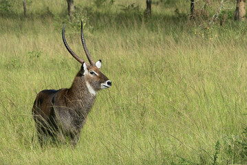 Waterbuck (Kobus ellipsiprymnus), wild. A beautiful antelope.