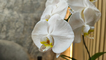 Beautiful white Phalaenopsis amabilis flower, Close-up view of a graceful white orchid flower in bloom, featuring delicate petals and soft yellow center, on a natural indoor background.