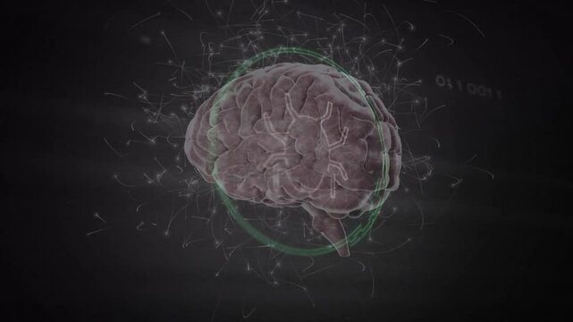 3D digital brain model rotating after green ring appears, pulsing circuits mapping neural data flow - Powered by Adobe