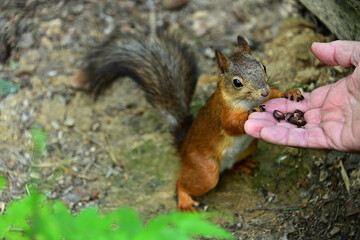 A cute squirrel takes nuts straight from your hand.