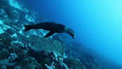 A playful sea lion gracefully glides through the pristine waters of the Galapagos Islands. A scuba diver observes this majestic creature in its natural habitat. - Powered by Adobe