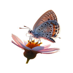 
Butterfly with flower t shirt illustration, Spring Garden Art, Beautiful Spring Illustration with Butterfly and Blooms, vector illustration, t shirt graphic, Bright Blossoms, Insects and Flowers,