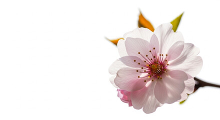 Obraz premium pink cherry blossom isolated