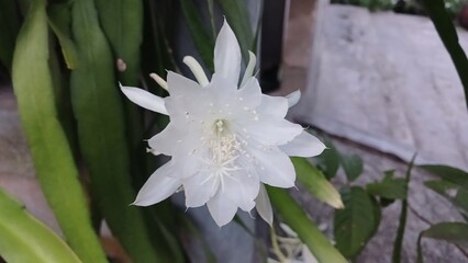 Close-Up of Night-Blooming Cereus Flower