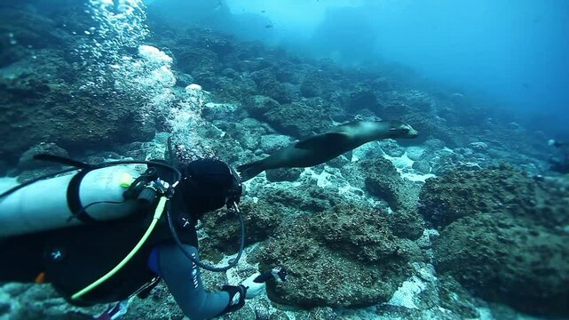 Beneath the waves of the Galapagos Islands, a scuba diver encounters a curious sea lion. The sea lion swims gracefully, close to the diver, showcasing the incredible marine life.