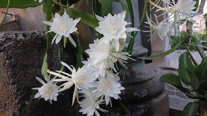 Close-Up of Night-Blooming Cereus Flower