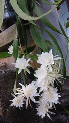 Close-Up of Night-Blooming Cereus Flower