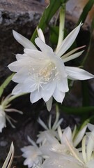 Close-Up of Night-Blooming Cereus Flower