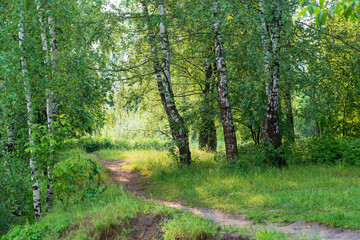 Footpath in the forest. Sparse birch forest
