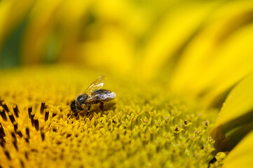 A sunflower displays its bright yellow petals against a blurred green background on a sunny summer day.