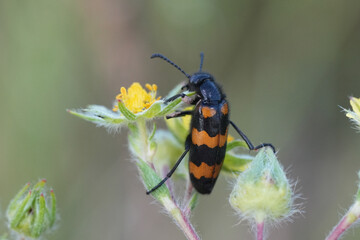 Closeup on a colorful blister beetle, Mylabris variabilis in the Bulgarian mountains