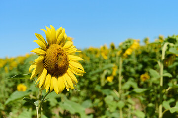 A sunflower displays its bright yellow petals against a blurred green background on a sunny summer day.