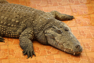 crocodile in the zoo