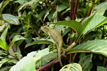 Wild chameleon on a tree. Trioceros ellioti, also known commonly as Elliot's chameleon, Elliot's groove-throated chameleon, and the montane side-striped chameleon. Species indigenous to Africa. © Fernando