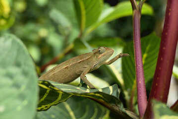 Wild chameleon on a tree. Trioceros ellioti, also known commonly as Elliot's chameleon, Elliot's groove-throated chameleon, and the montane side-striped chameleon. Species indigenous to Africa.