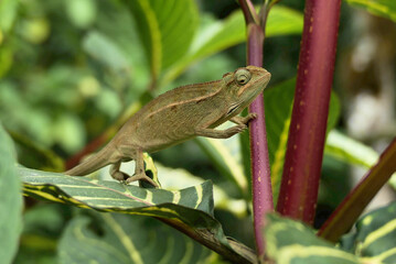 Wild chameleon on a tree. Trioceros ellioti, also known commonly as Elliot's chameleon, Elliot's groove-throated chameleon, and the montane side-striped chameleon. Species indigenous to Africa.