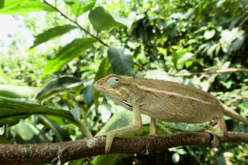 Wild chameleon on a tree. Trioceros ellioti, also known commonly as Elliot's chameleon, Elliot's groove-throated chameleon, and the montane side-striped chameleon. Species indigenous to Africa.