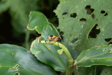 Karniella bullata, a carnivorous insect in the family Tettigoniidae, commonly called katydids or bush crickets, eating a catterpillar.