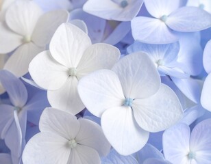 white flowers on bluish background with white tint.