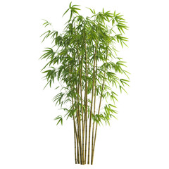 Lush clump of bamboo against a black background.