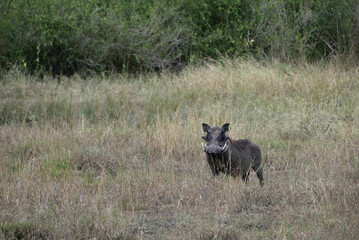 Common warthog (Phacochoerus africanus), a wild member of the pig family (Suidae) common in the african savanna.