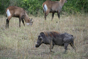 Common warthog (Phacochoerus africanus), a wild member of the pig family (Suidae) common in the african savanna. Among a group of antelopes