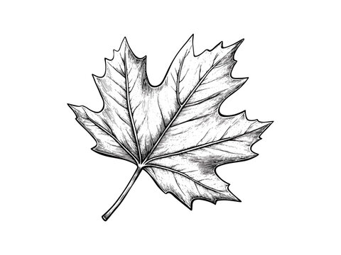 Fall leaf engraving, hand-drawn vintage style, black line seasonal nature motif, trendy autumn decor, old engraving technique, rustic harvest icon, autumn botanical illustration,