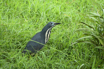 Dwarf bittern (Botaurus sturmii) , a species of heron, in the family Ardeidae, that is widely distributed across Sub-Saharan Africa and has a beautiful stripped neck