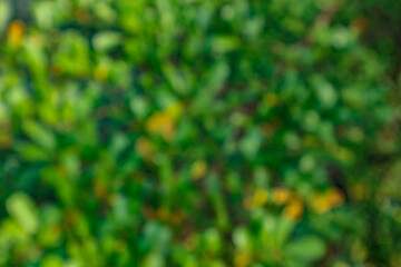 Blurred Green Foliage Background with Abstract Texture