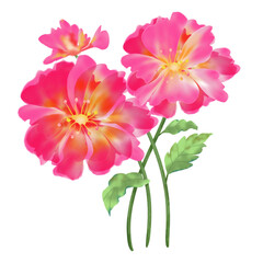 Highly detailed hand-painted roses in vivid pink and orange hues with lush green leaves, perfect for botanical prints and elegant compositions.