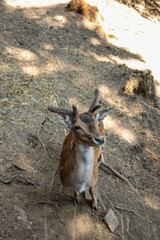 Top view of curious young fallow deer with velvet antlers standing on dry forest floor, looking up with alert eyes while dappled summer light spotlights its speckled coat