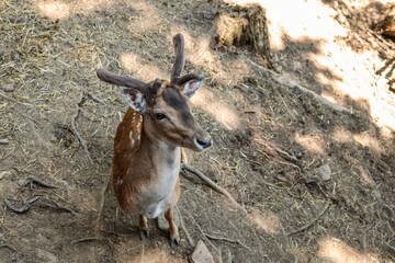 Top view of curious young fallow deer with velvet antlers standing on dry forest floor, looking up...