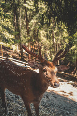 Spotted sika deer stag with velvet antlers stands alert beside rustic wooden fence on sunny forest hillside, framed by dappled light and lush woodland backdrop