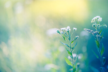 Daisy flowers closeup with morning sunlight, soft blue and green tones, blurred lush foliage background, inspiring blooming nature scene, beautiful delicate petals, stunning floral macro photography