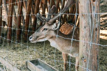 Side-profile of fallow deer buck with velvet antlers standing behind wire fence and wooden posts...